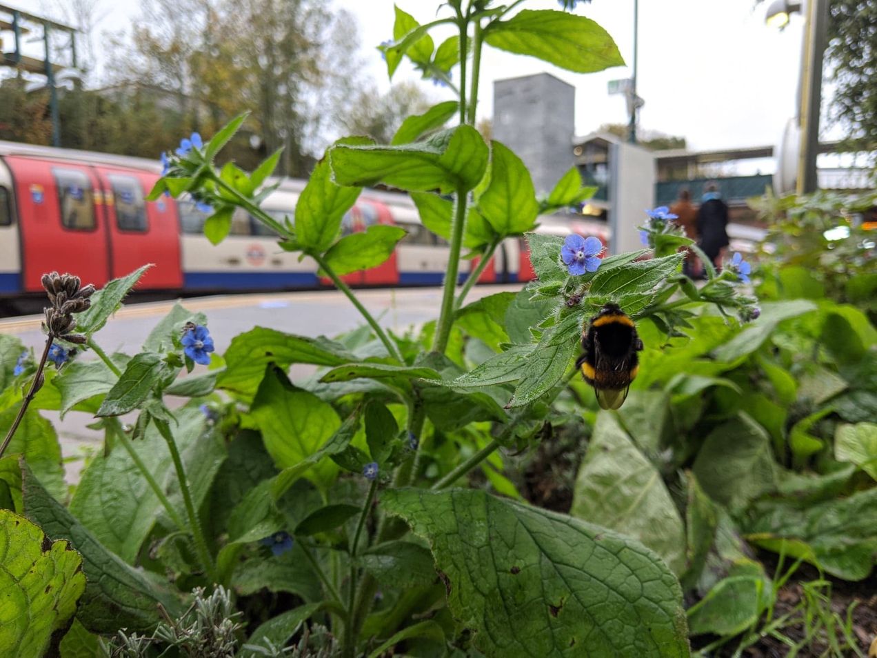 Les jardins communautaires fleurissent dans le métro londonien