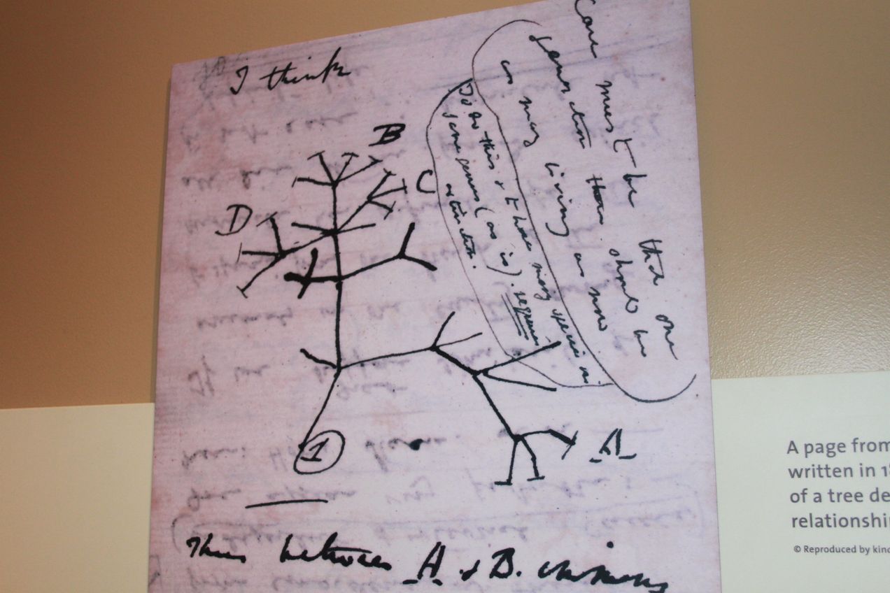 Après 20 ans de disparition, le mystérieux retour de carnets de Darwin à Cambridge