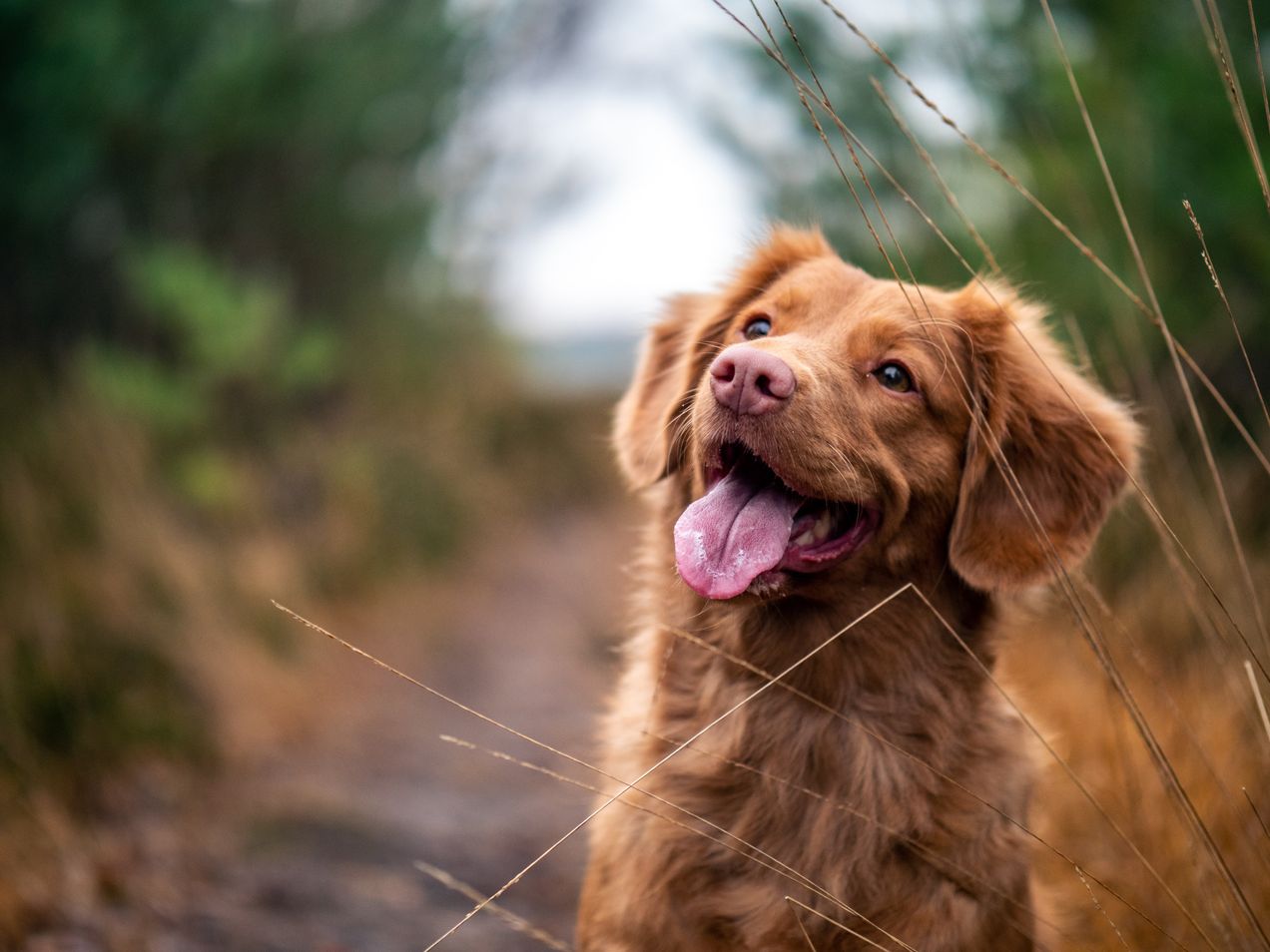 Bouche à Oreille:’Un chien à ma table’ de Claudie Hunzinger