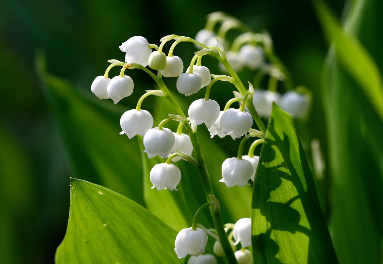 1 Mai : Le muguet est arrivé à Londres