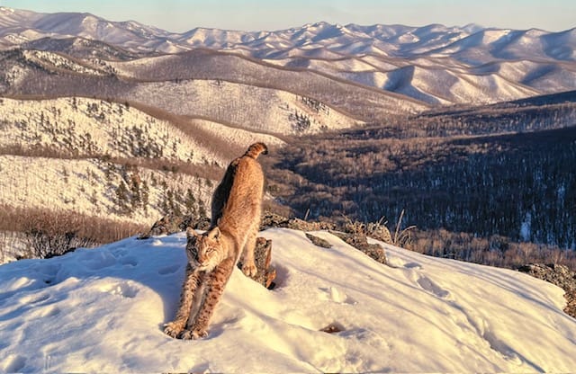“Wild Photographer of the Year” : face-à-face intimiste avec la vie sauvage