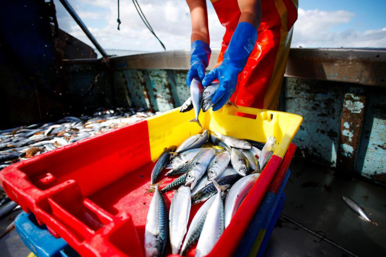 Surpêche de maquereaux : Londres défie Bruxelles avec un accord controversé