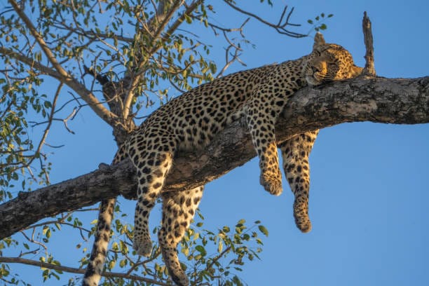 Le super pouvoir du sommeil : le secret de la réussite est-il dans votre  lit ?