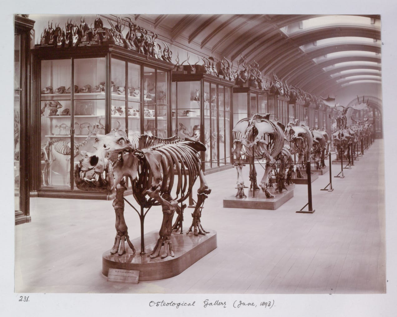 Le Natural History Museum rouvre une salle fermée depuis 1943