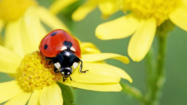 Londres envahie par les coccinelles