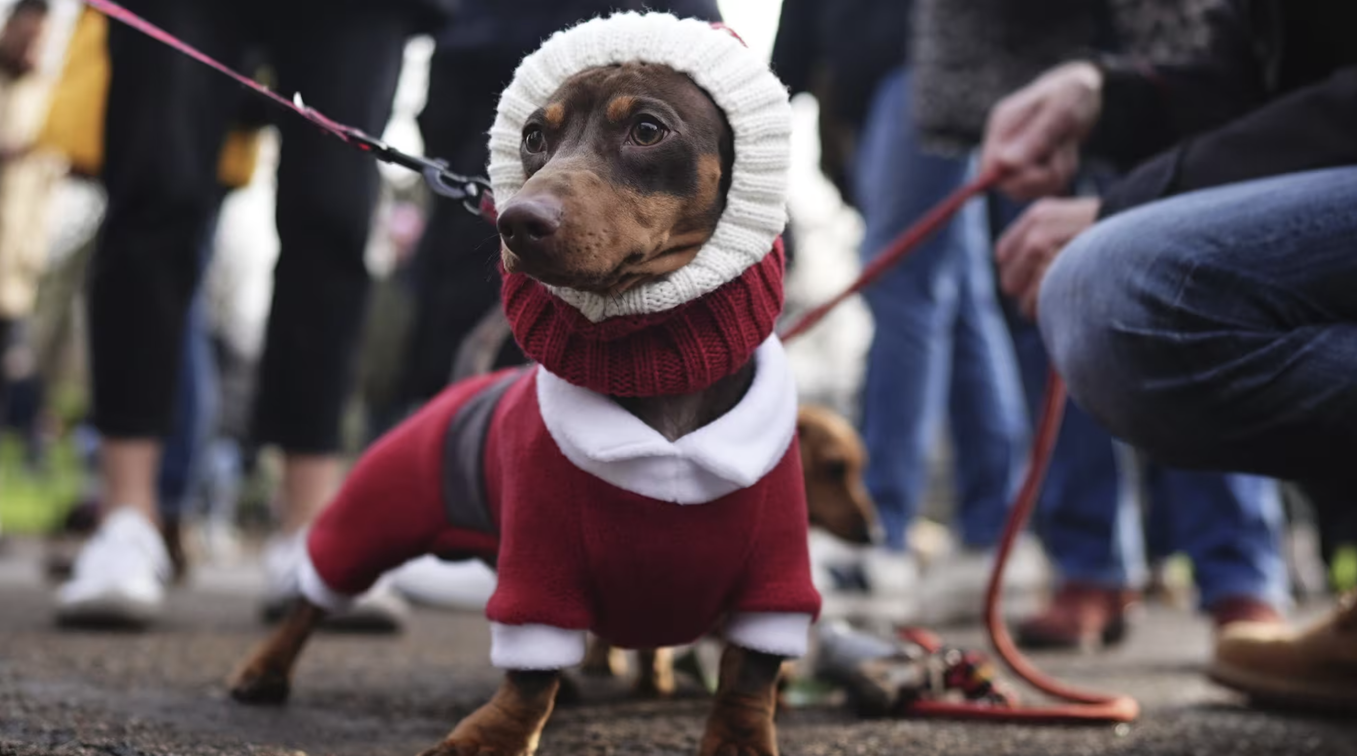 À Londres, le défilé des teckels vole la vedette au père Noël