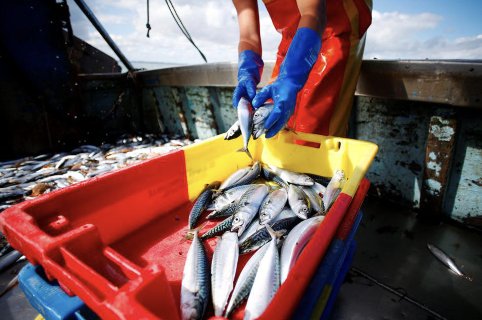 Surpêche de maquereaux : Londres défie Bruxelles avec un accord controversé