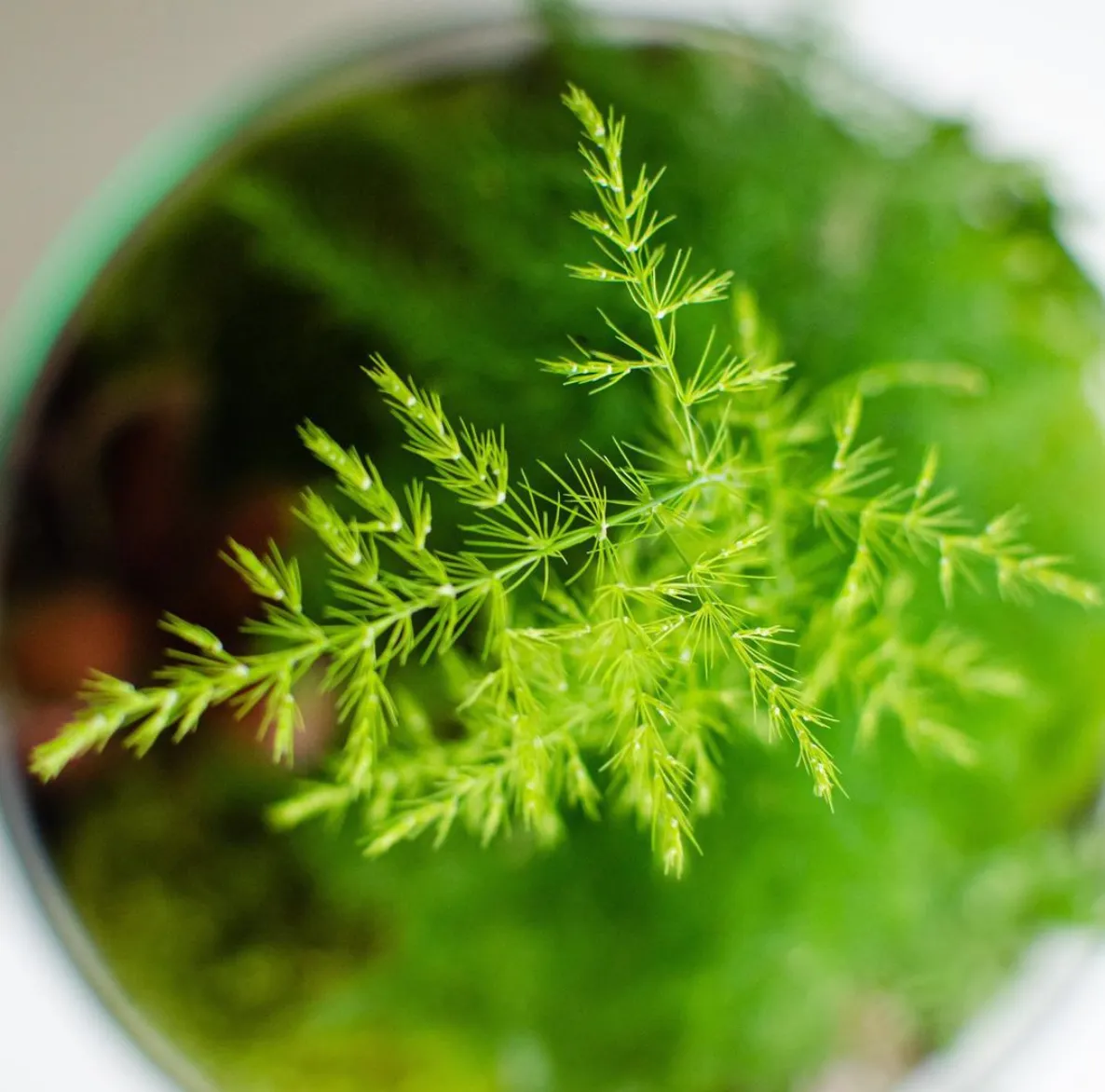 We Live - Vegetal