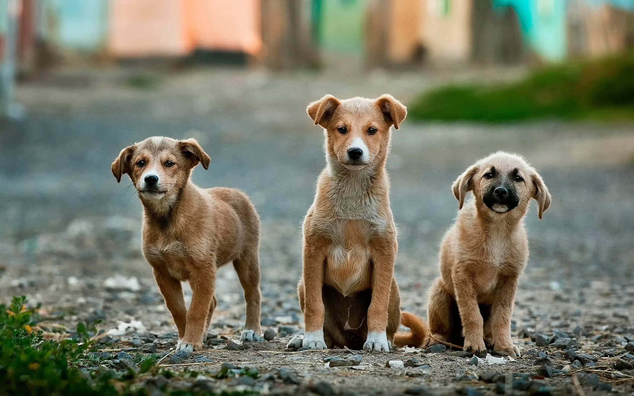 Bouche à Oreille: Esquisse du roman 'Là où les chiens aboient par la queue'