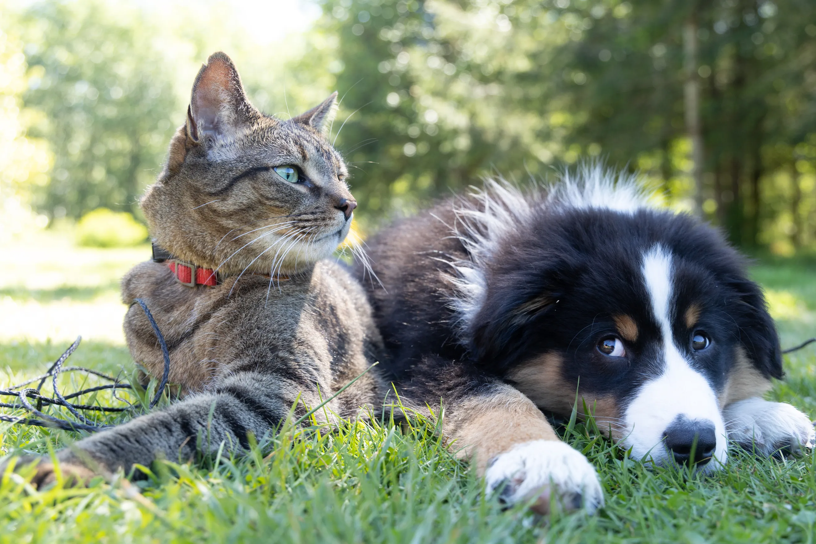 Bouche à Oreille: Les expressions françaises sur les chiens et les chats